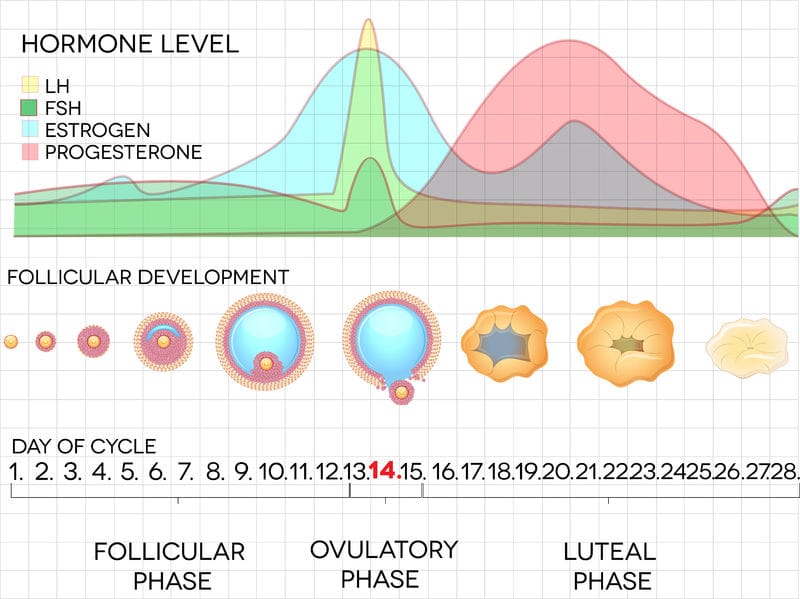 ciclo menstrual com suas fase folicular, ovulatória e lutea