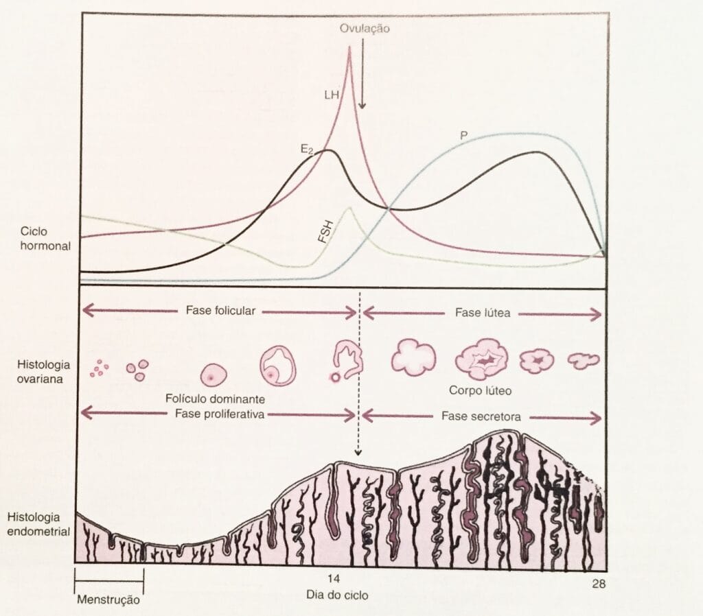 cilco menstrual e período fertil