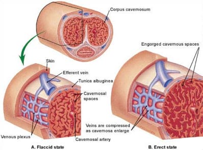 anatomia do pênis